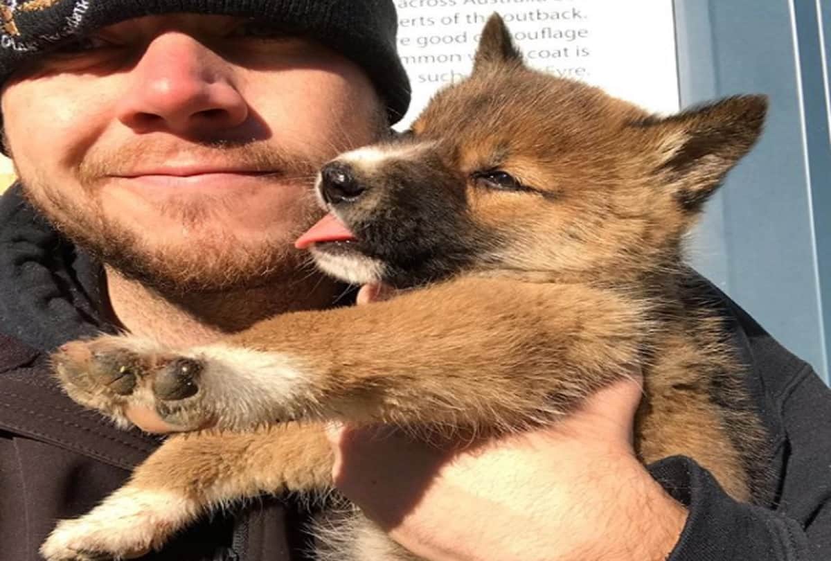 Stray Dog took a DNA Test and it turns out he is endangered Australian Dingo