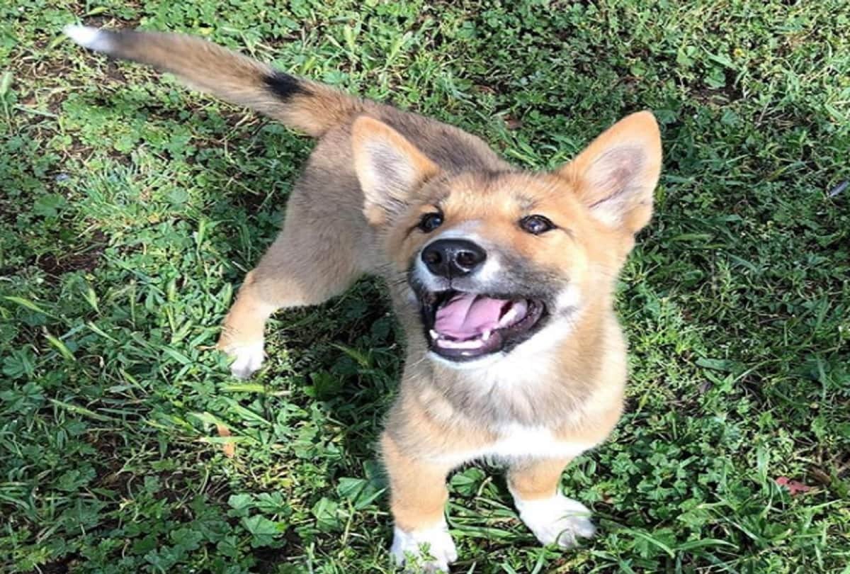 Stray Dog took a DNA Test and it turns out he is endangered Australian Dingo