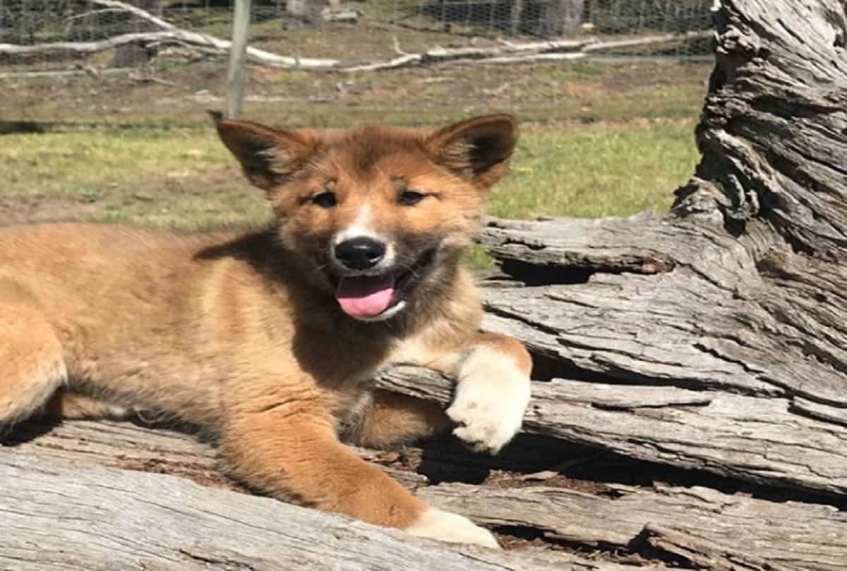 Stray Dog took a DNA Test and it turns out he is endangered Australian Dingo