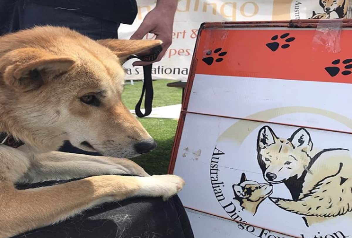 Stray Dog took a DNA Test and it turns out he is endangered Australian Dingo