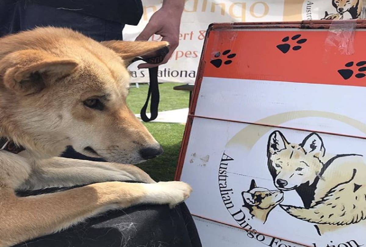 Stray Dog took a DNA Test and it turns out he is endangered Australian Dingo