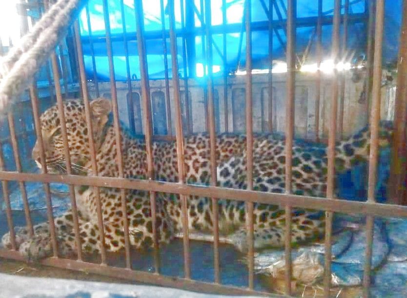 tendua capture in rohru