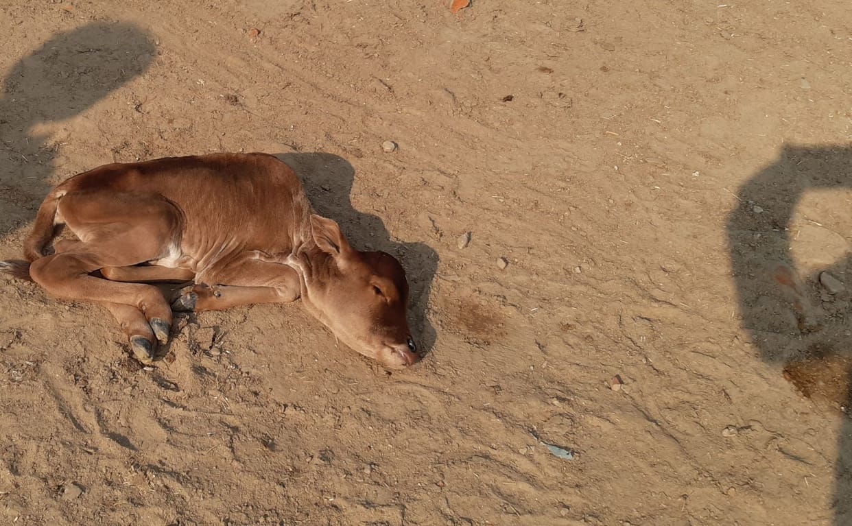 One bovine killed in shelter, four sick