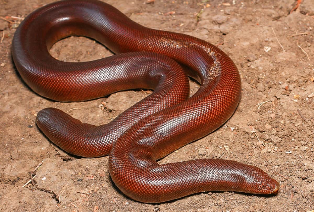 Red sand boa snake worth 50 lakh seized in Navi Mumbai one man arrested