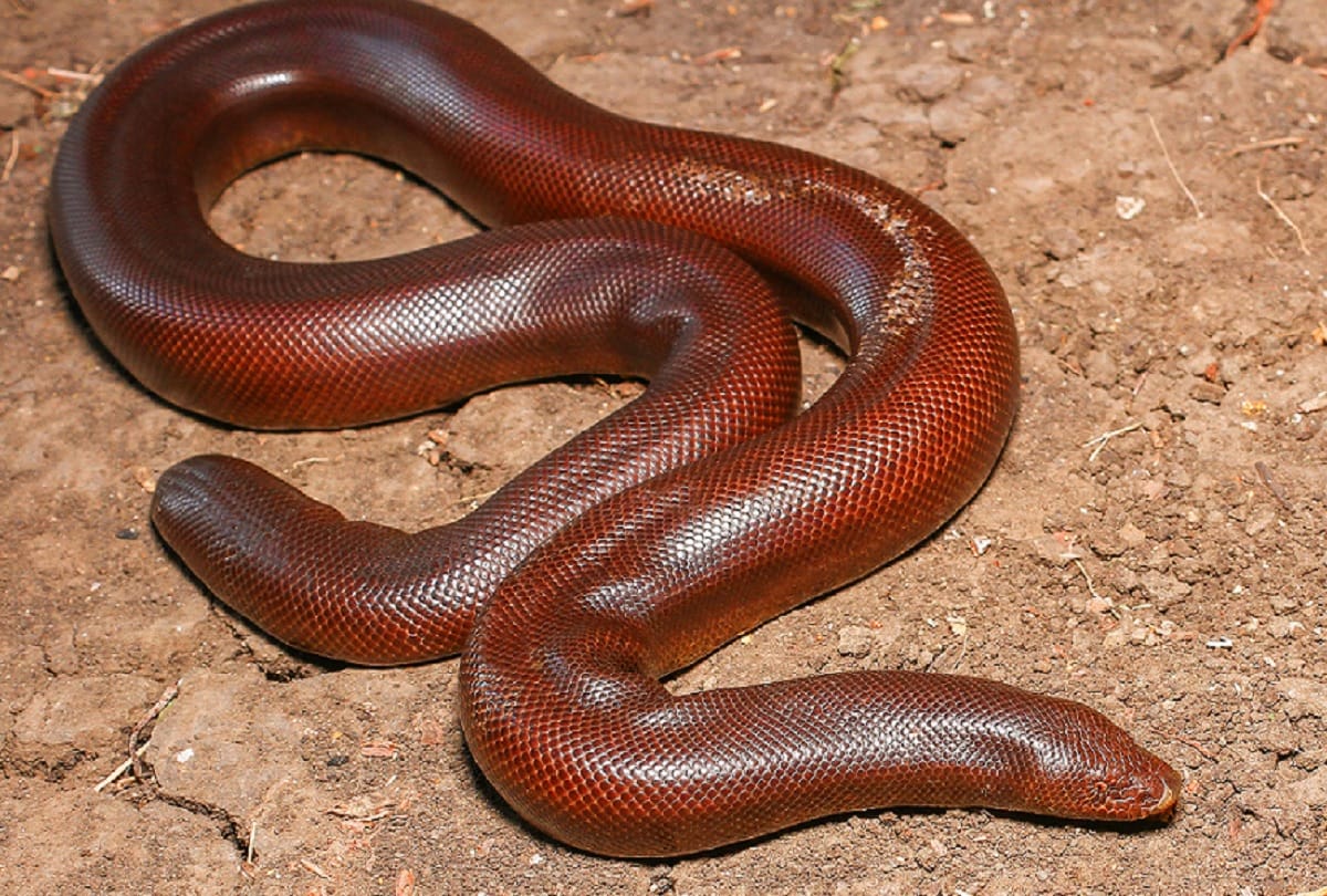smugglers arrested going to sell rare species two faced snake red sandboa worth 2 and half crore in market