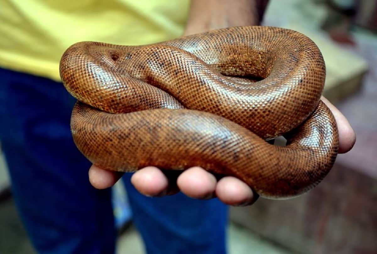 Red sand boa snake worth 50 lakh seized in Navi Mumbai one man arrested