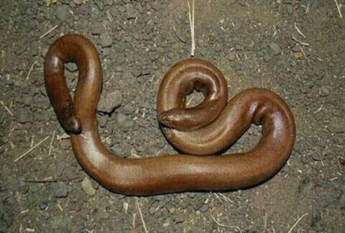 Red sand boa snake worth 50 lakh seized in Navi Mumbai one man arrested