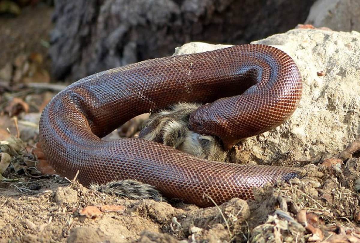Red sand boa snake worth 50 lakh seized in Navi Mumbai one man arrested
