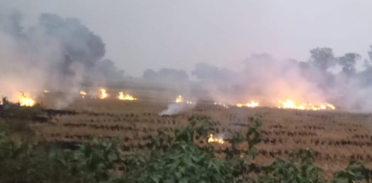 parali