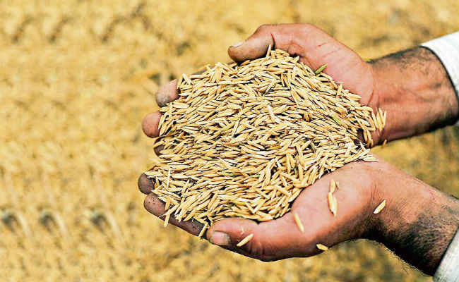 Government procurement of paddy gained momentum
