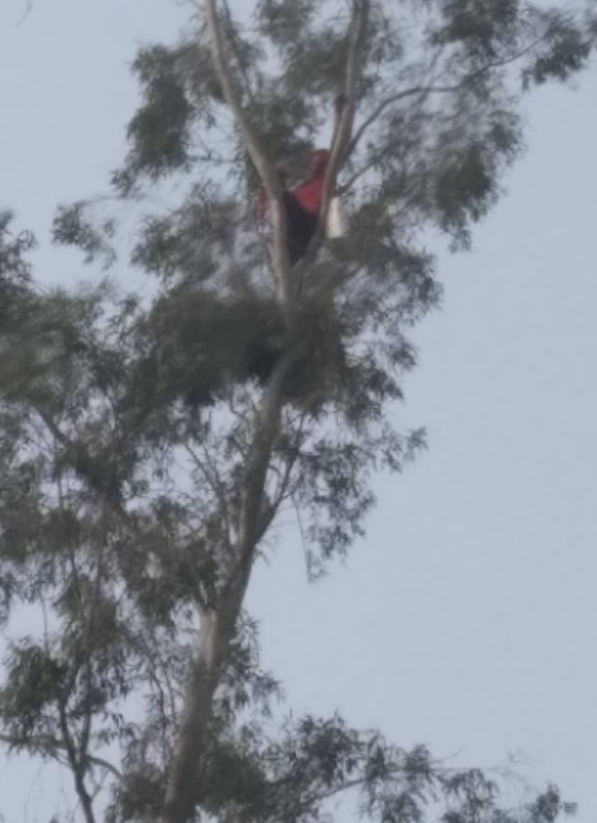 Pratapgad: Middle-aged climbed 50 feet above the tree, angry with the police