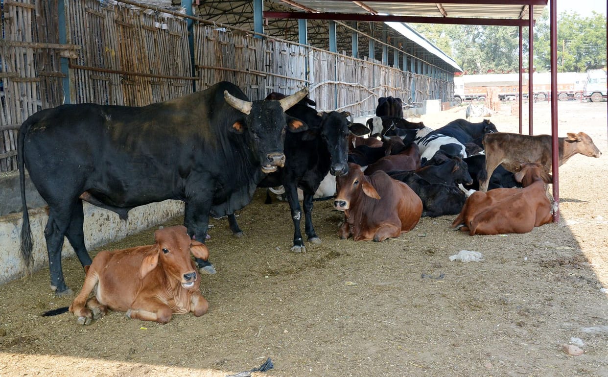 Kanha Animal Shelter Site in Municipality Muzaffarnagar