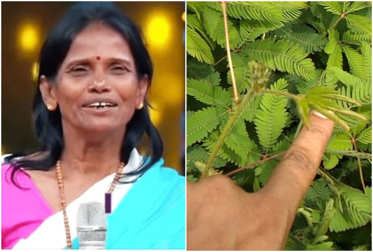 Ranu Mondal misbehave with fan users making fun on her memes viral