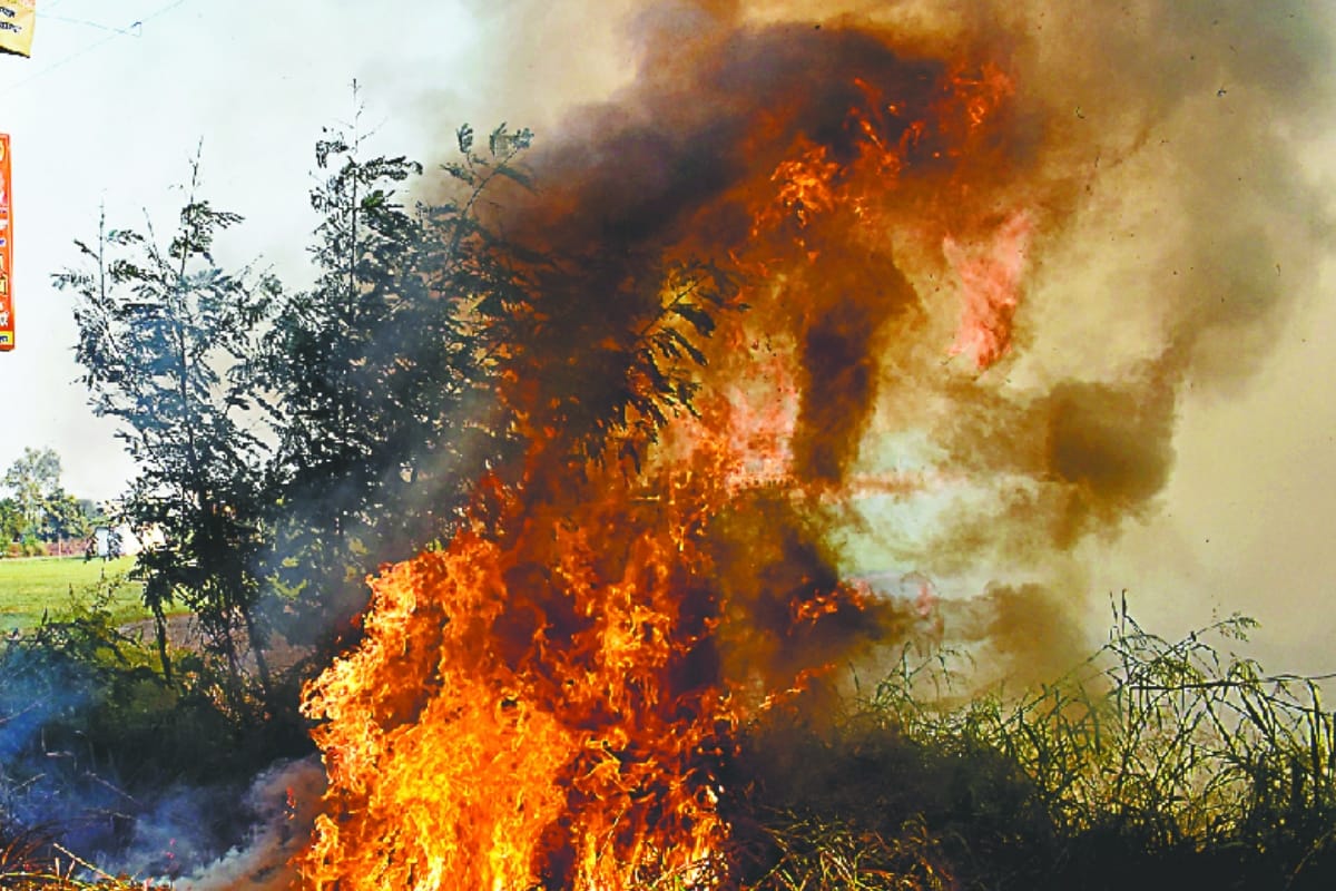 Farmers continue burn stubble in Moga of Punjab