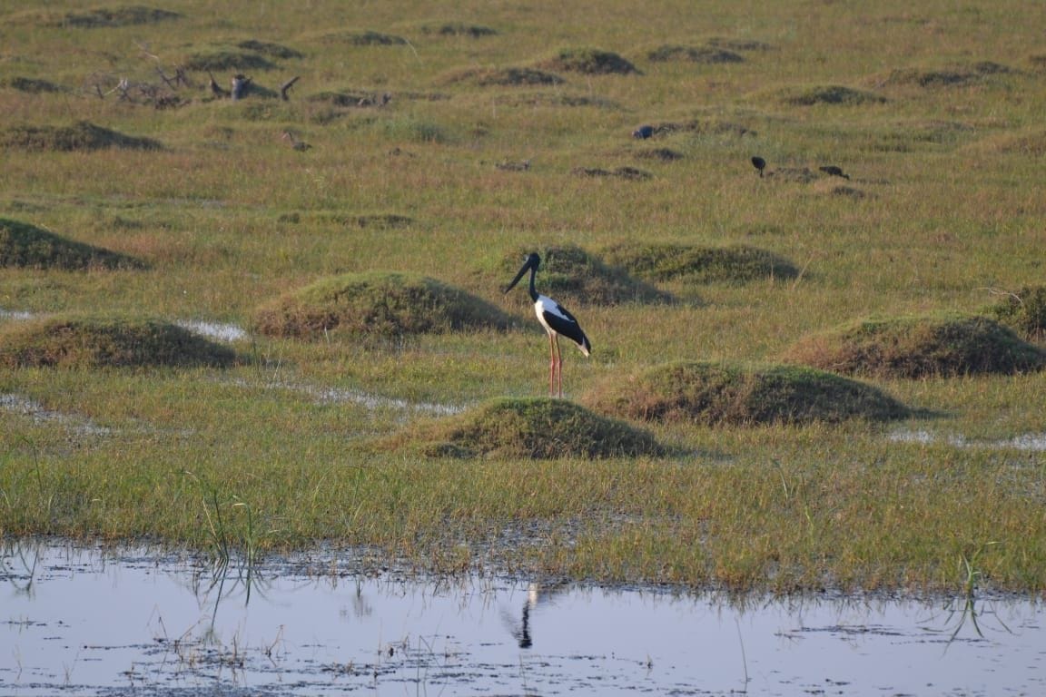 Migratory birds lying down from the smog