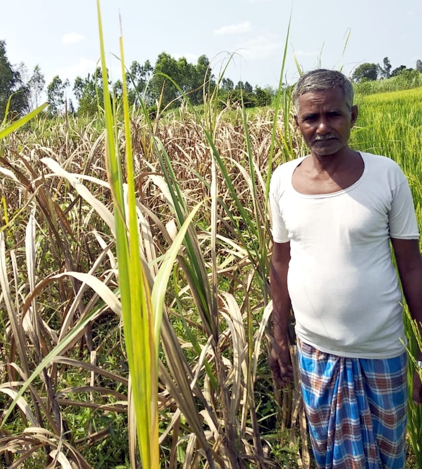 Sugarcane crop standing in Khadar vulnerable to red rot