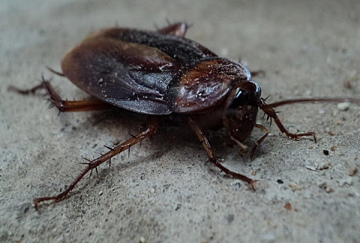 People drink cockroach potion in China reason is very special behind this