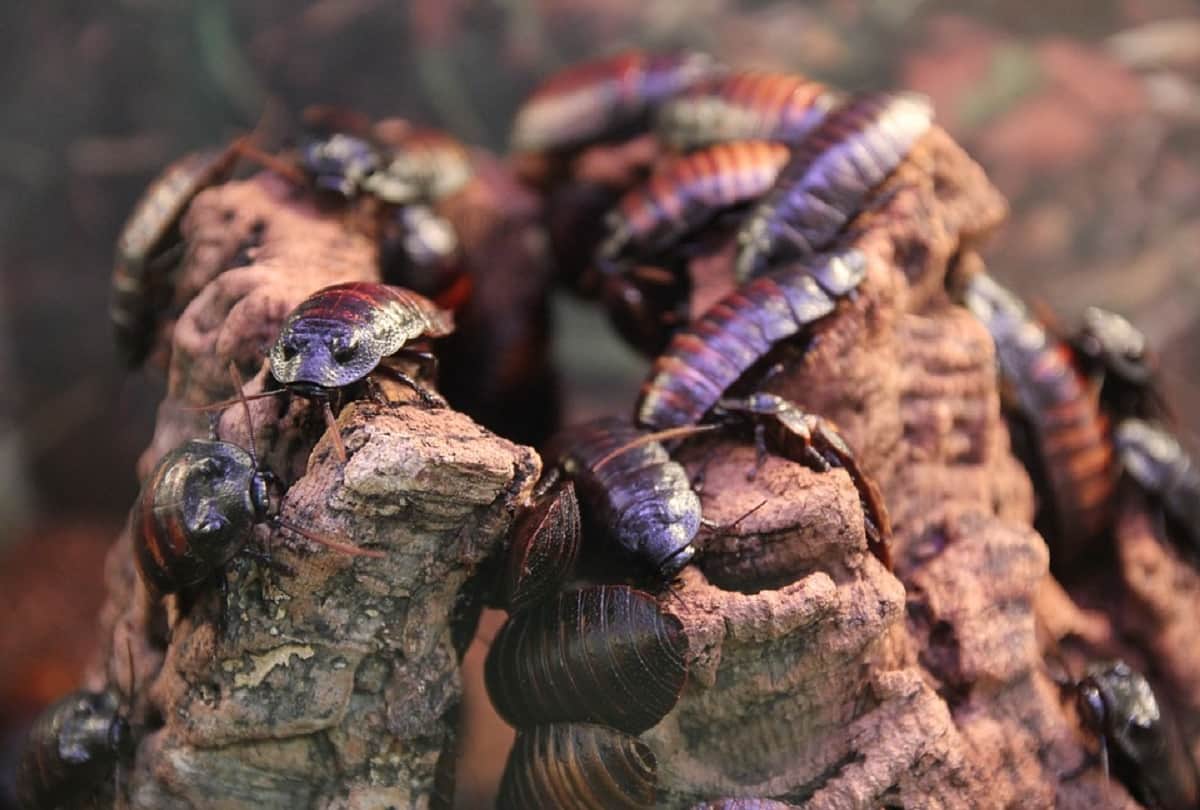 Doctors removes family of cockroaches living inside a mans ear in China