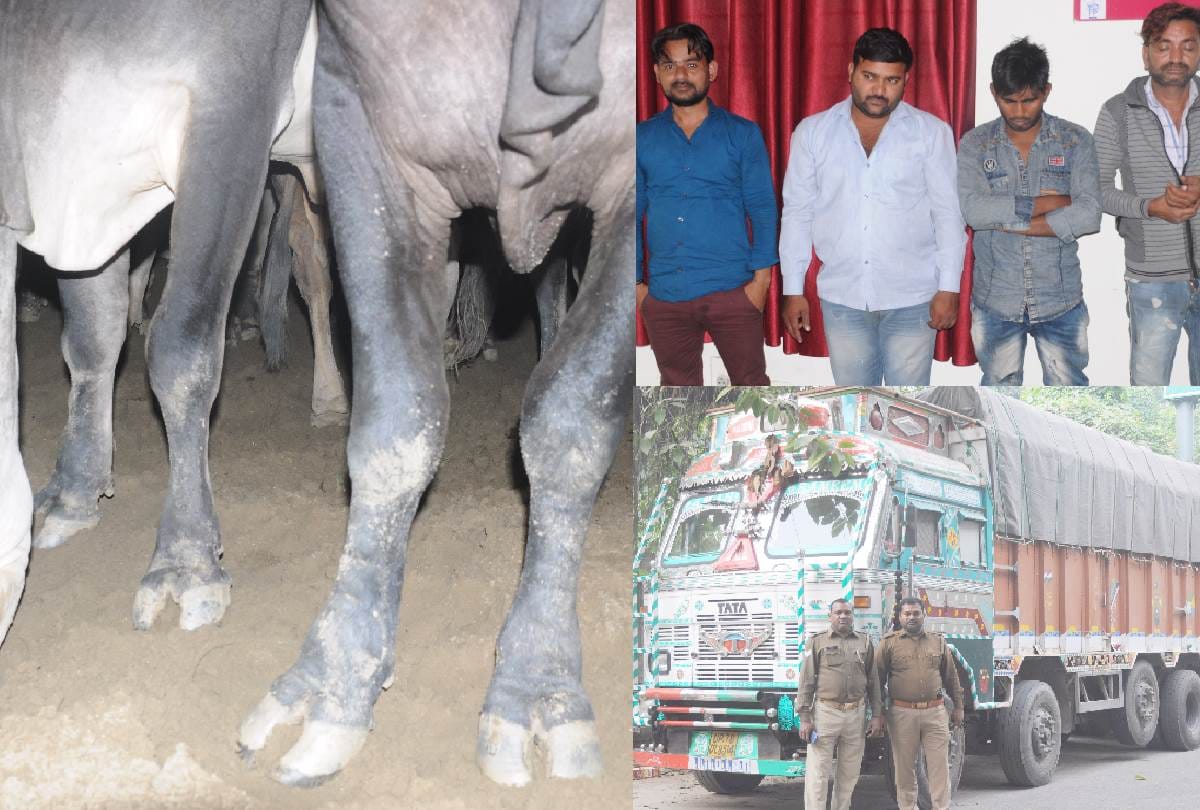 four smugglers caught with 20 govansh in lucknow
