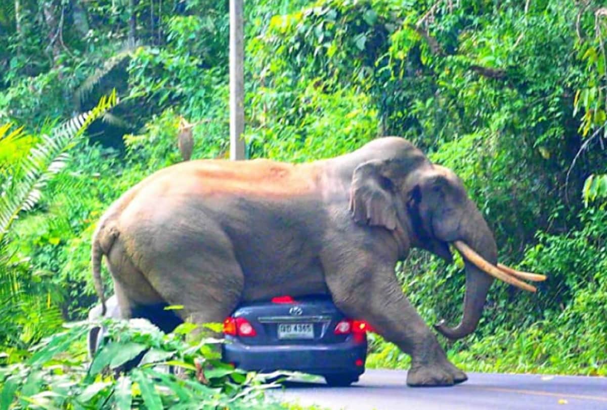 Elephant squishes car in khao yai national park in Thailand