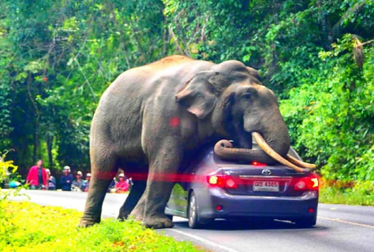 Elephant squishes car in khao yai national park in Thailand