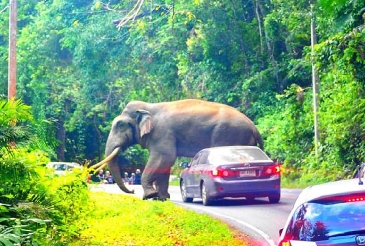 Elephant squishes car in khao yai national park in Thailand