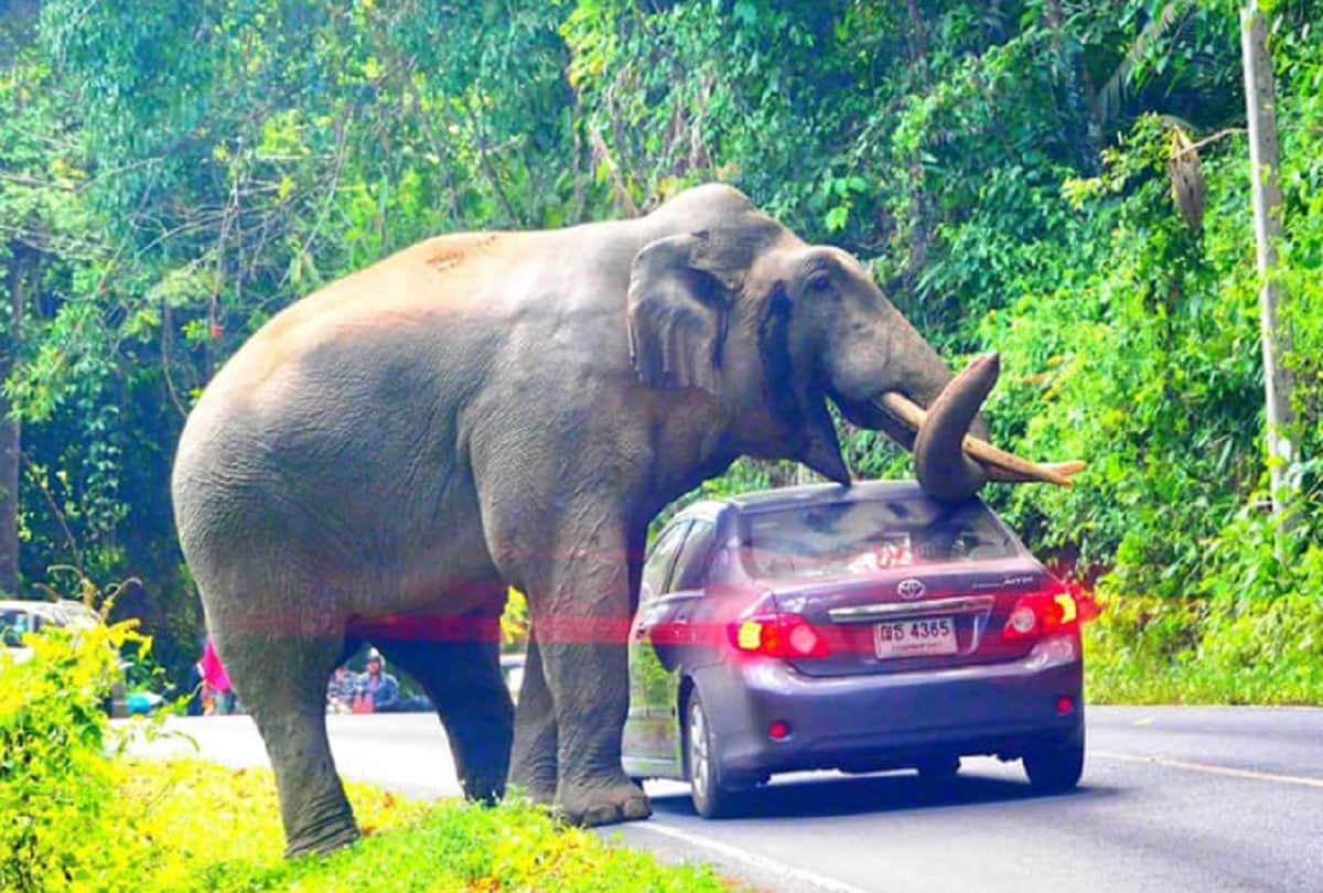 Elephant squishes car in khao yai national park in Thailand