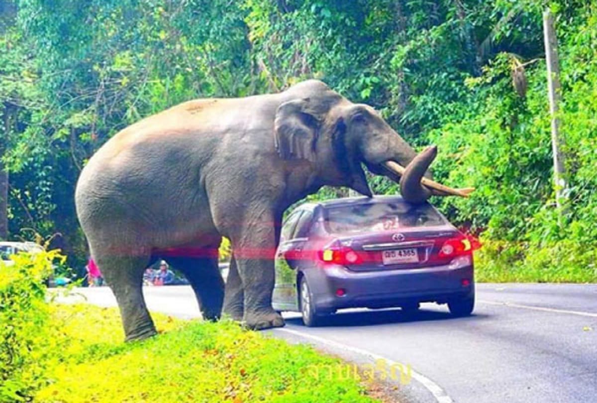 wild elephant break car in kotdwar