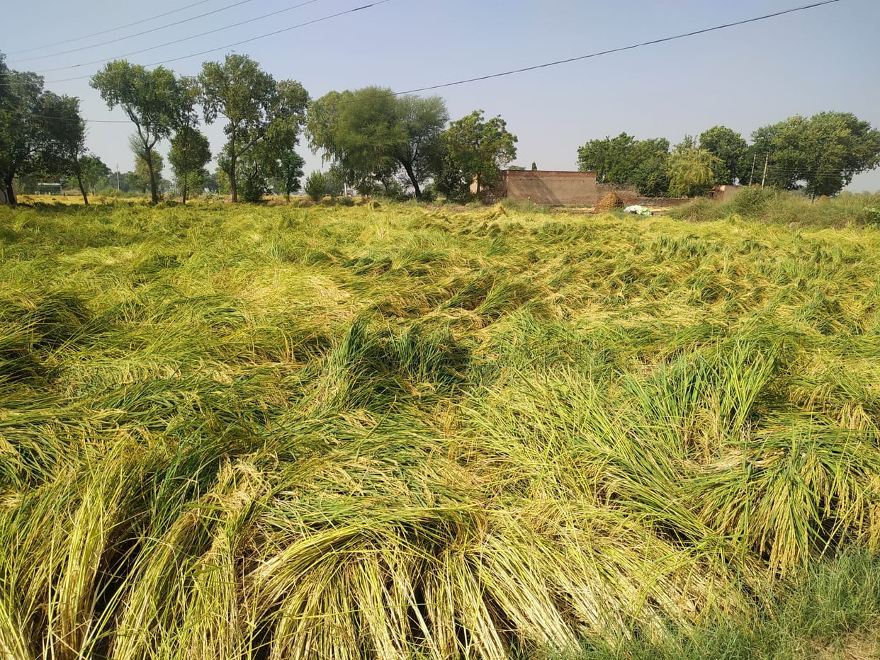 in sirsa 15 mm rain crops spoiled