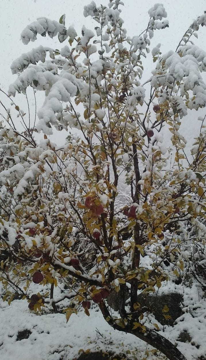 snowfall in kinnour velly
