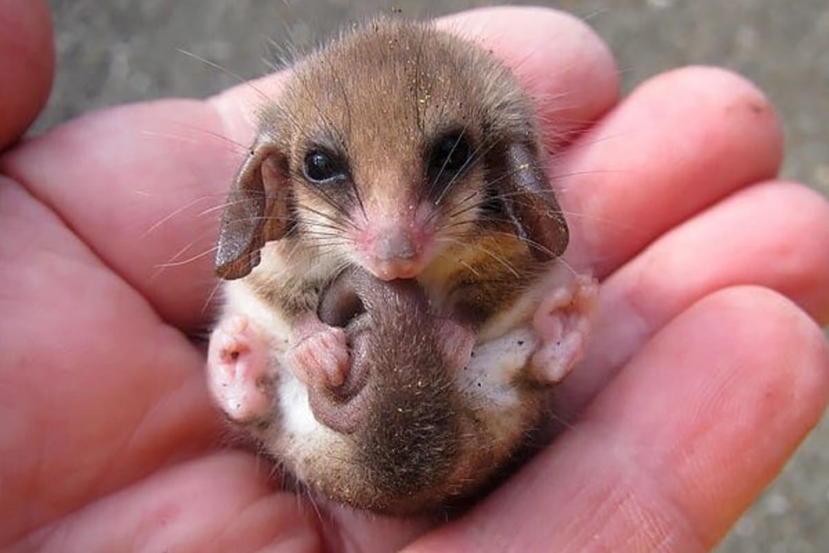 The world's smallest creatures Pygmy Possum are also affected by climate change