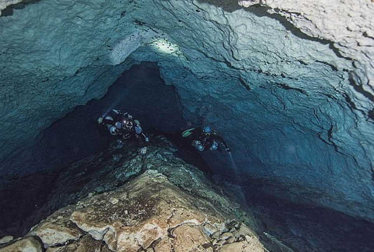 25 lakh year old shark dental fossils found in underwater sinkhole in gulf of mexico