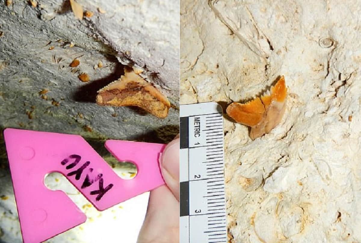 25 lakh year old shark dental fossils found in underwater sinkhole in gulf of mexico