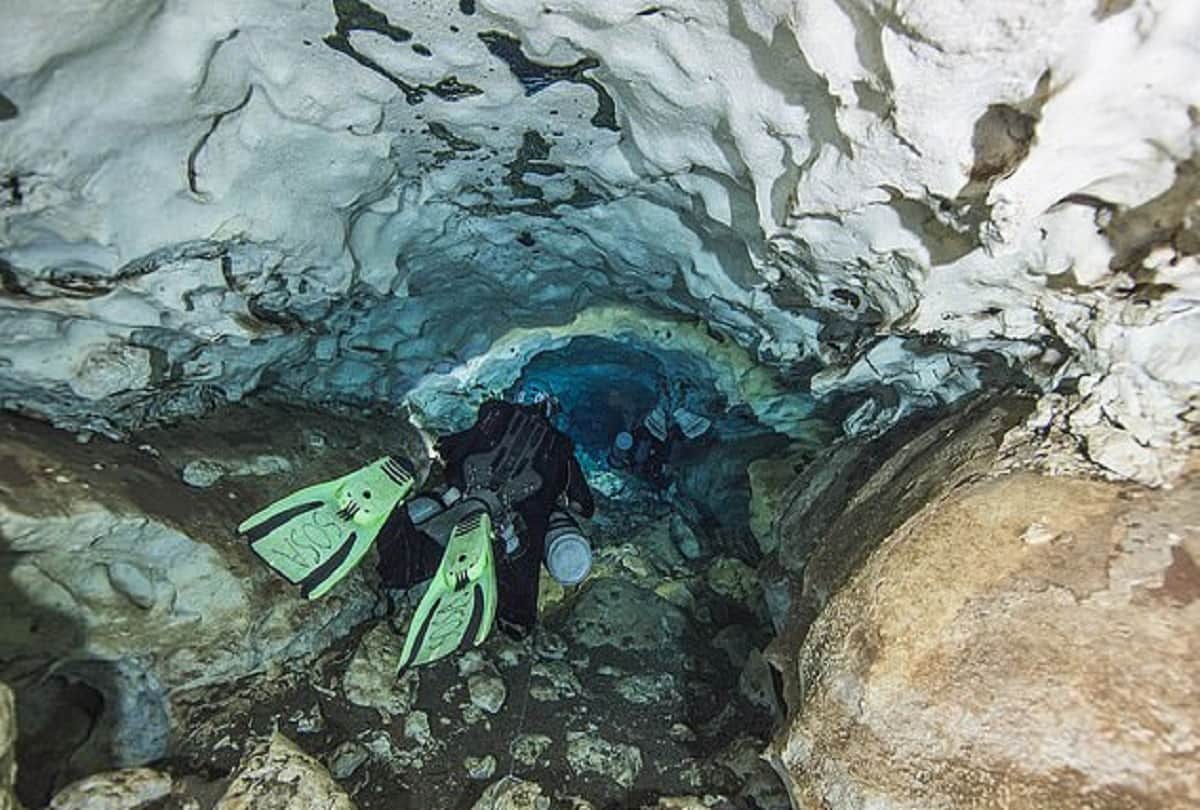 25 lakh year old shark dental fossils found in underwater sinkhole in gulf of mexico