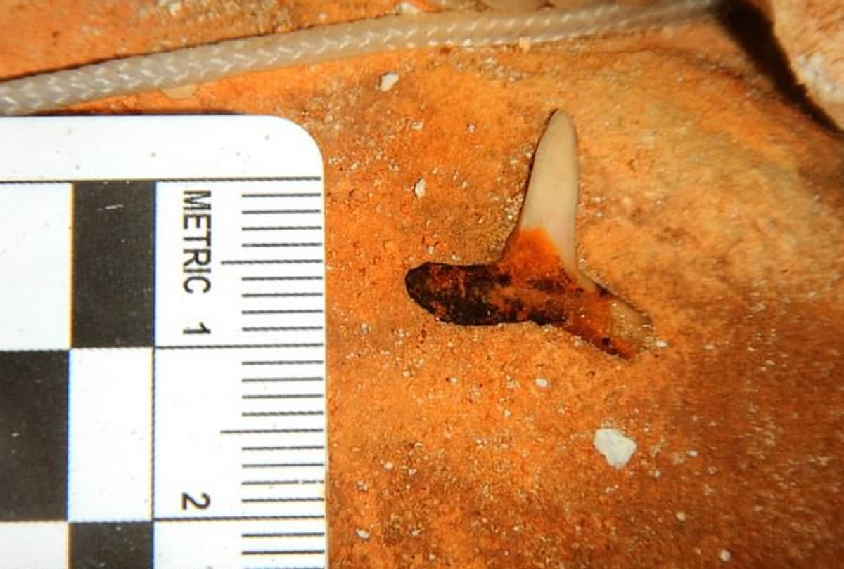 25 lakh year old shark dental fossils found in underwater sinkhole in gulf of mexico