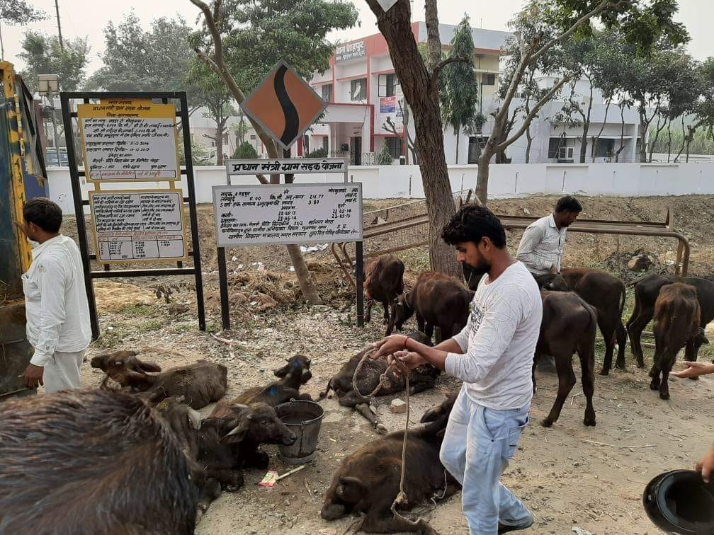 Villagers free animals, three dead