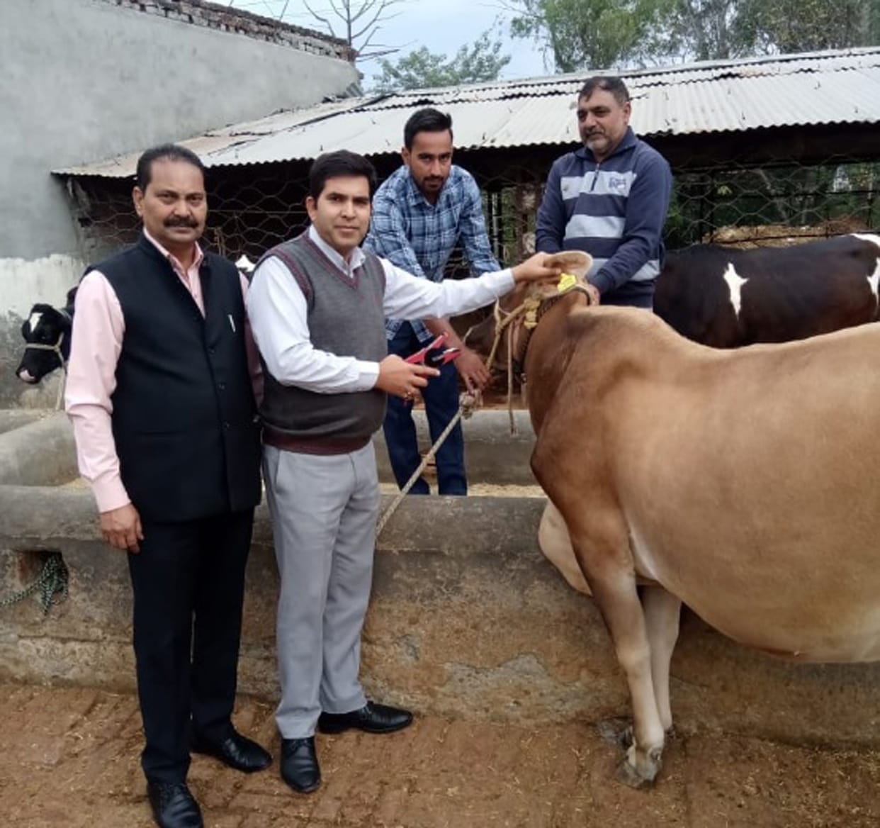 cow