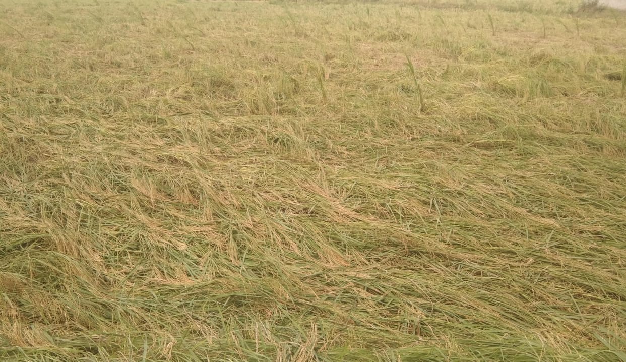Paddy crop wasted due to hail fall