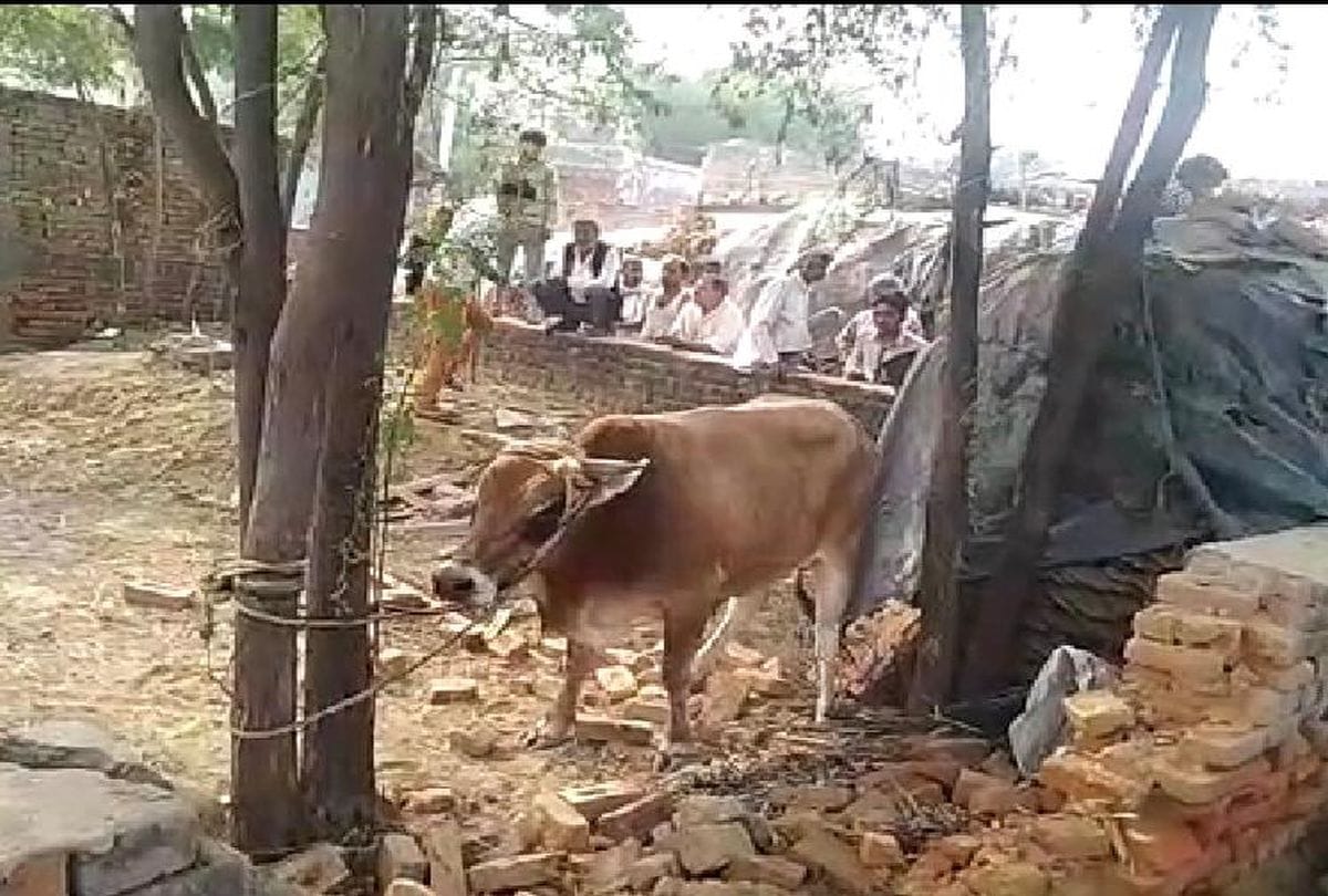 woman dies in bull attack mathura up news