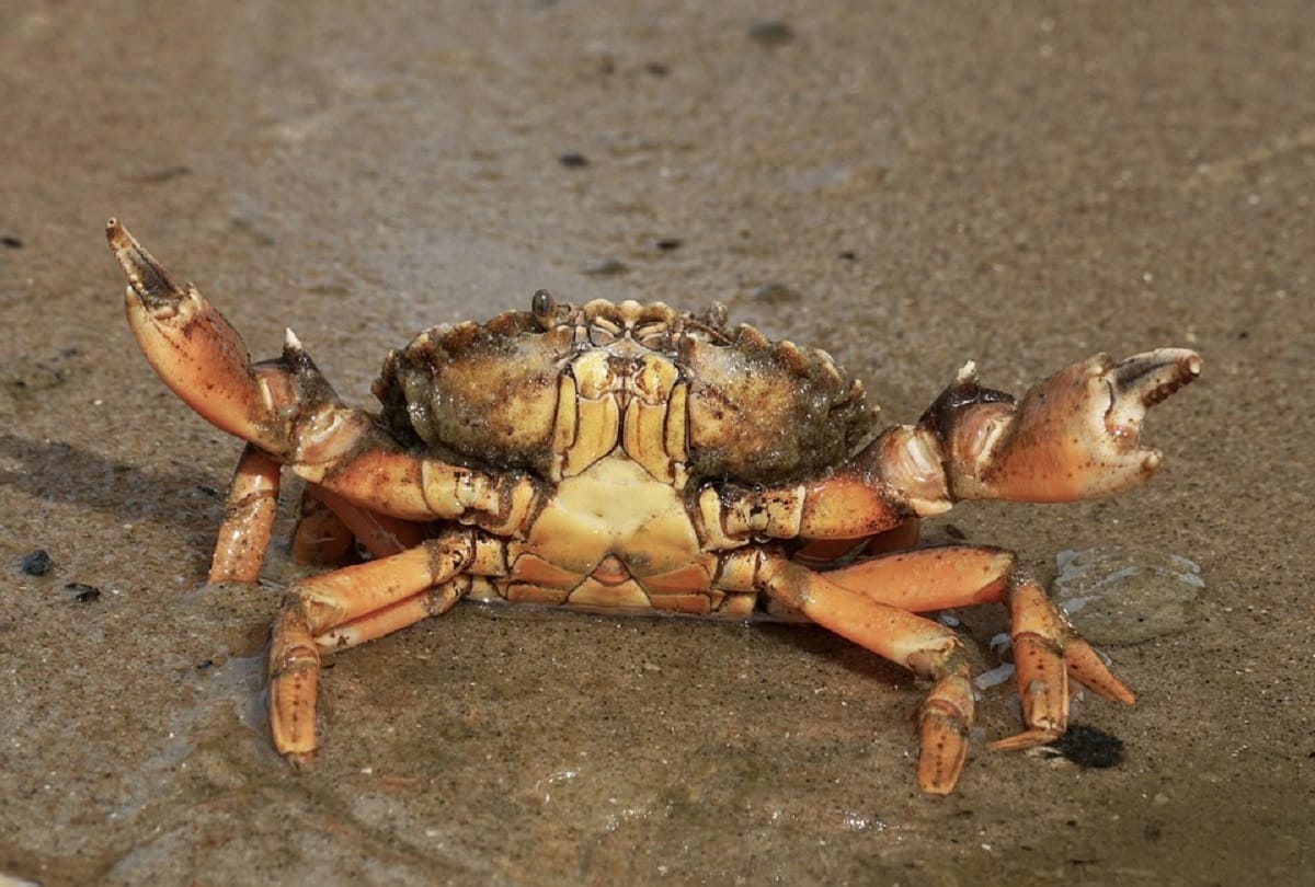 Worlds Most Expensive Crab Sold for a record breaking price at Auction in Japan