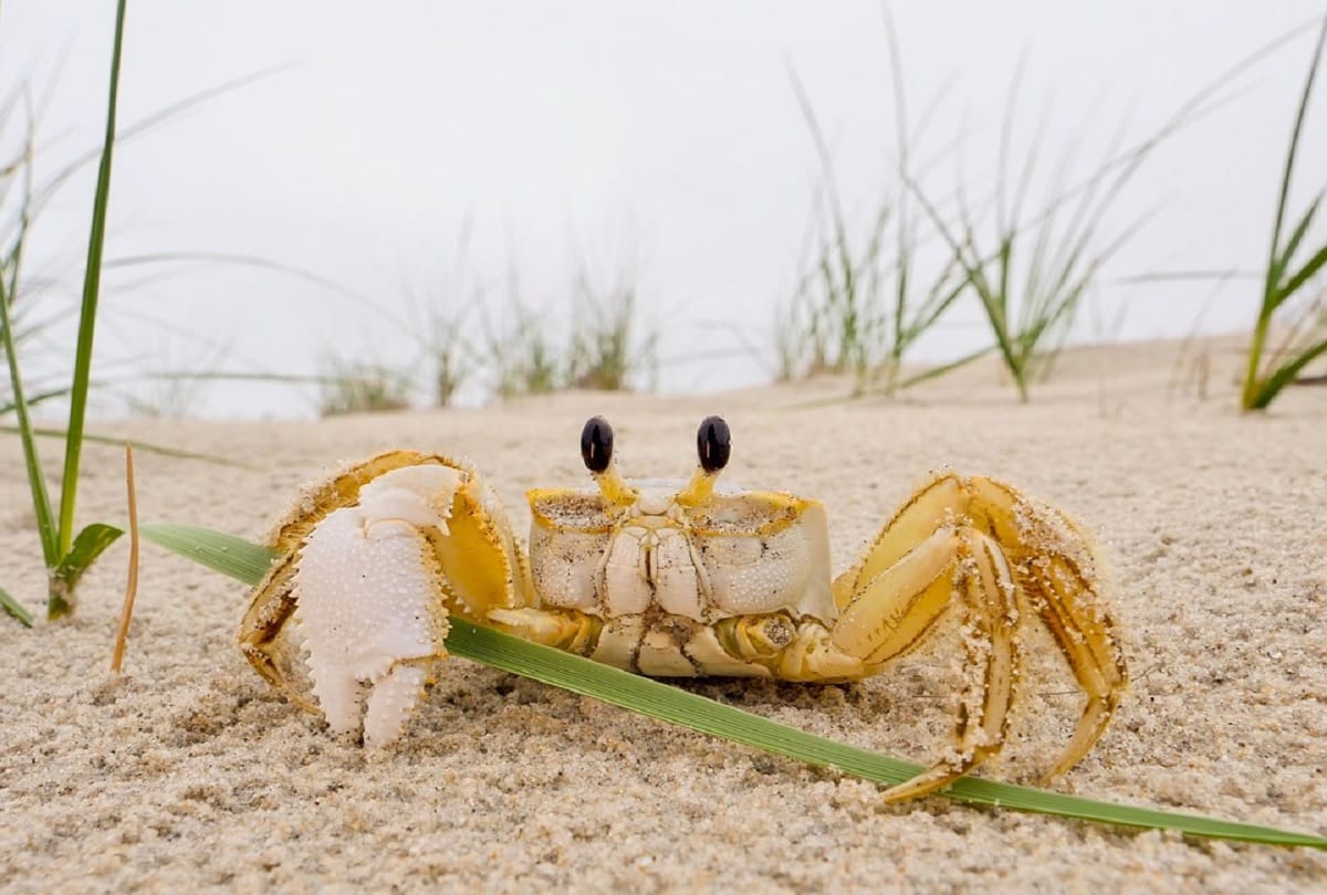 Worlds Most Expensive Crab Sold for a record breaking price at Auction in Japan