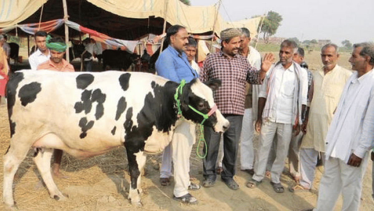 A cow giving 30 liters of milk sold in 77 thousand at Dadri fair in ballia