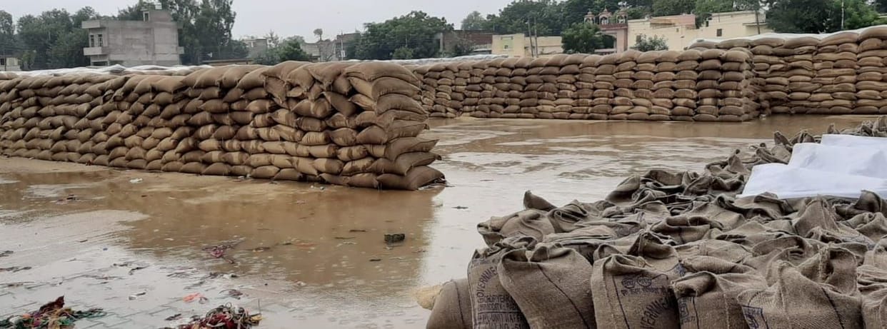 rain,farmar,grain market,Pearl Millet