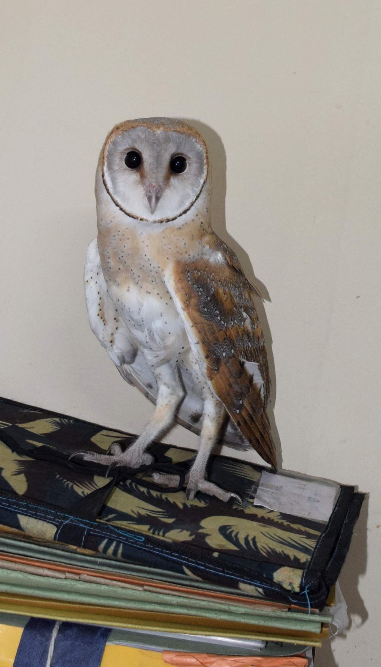 Big-headed rare golden owl turned curiosity