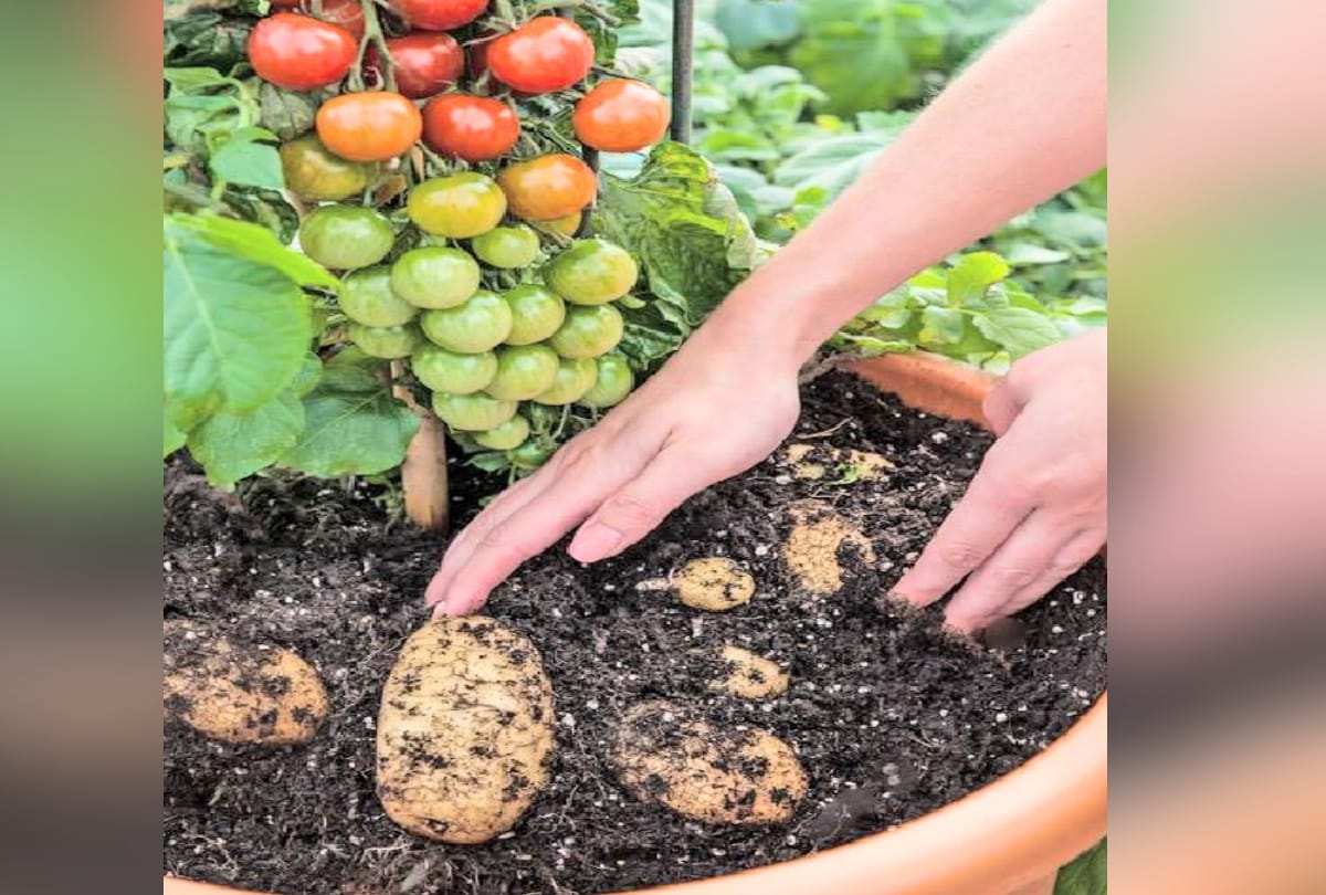 Tomatoes and potatoes will grow in the one plant, farmers will be rich