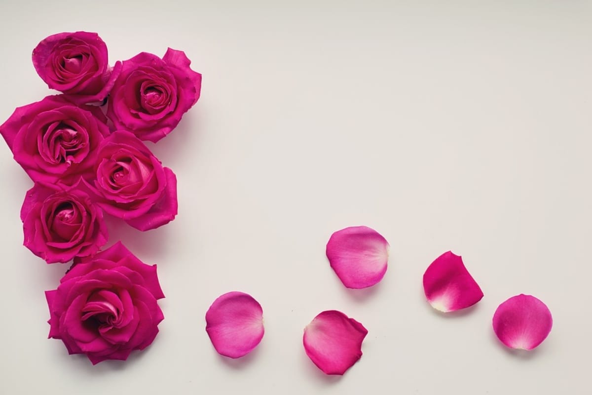 know how to make rose oil at home to make skin young