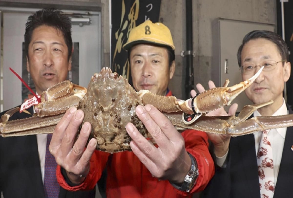 Worlds Most Expensive Crab Sold for a record breaking price at Auction in Japan