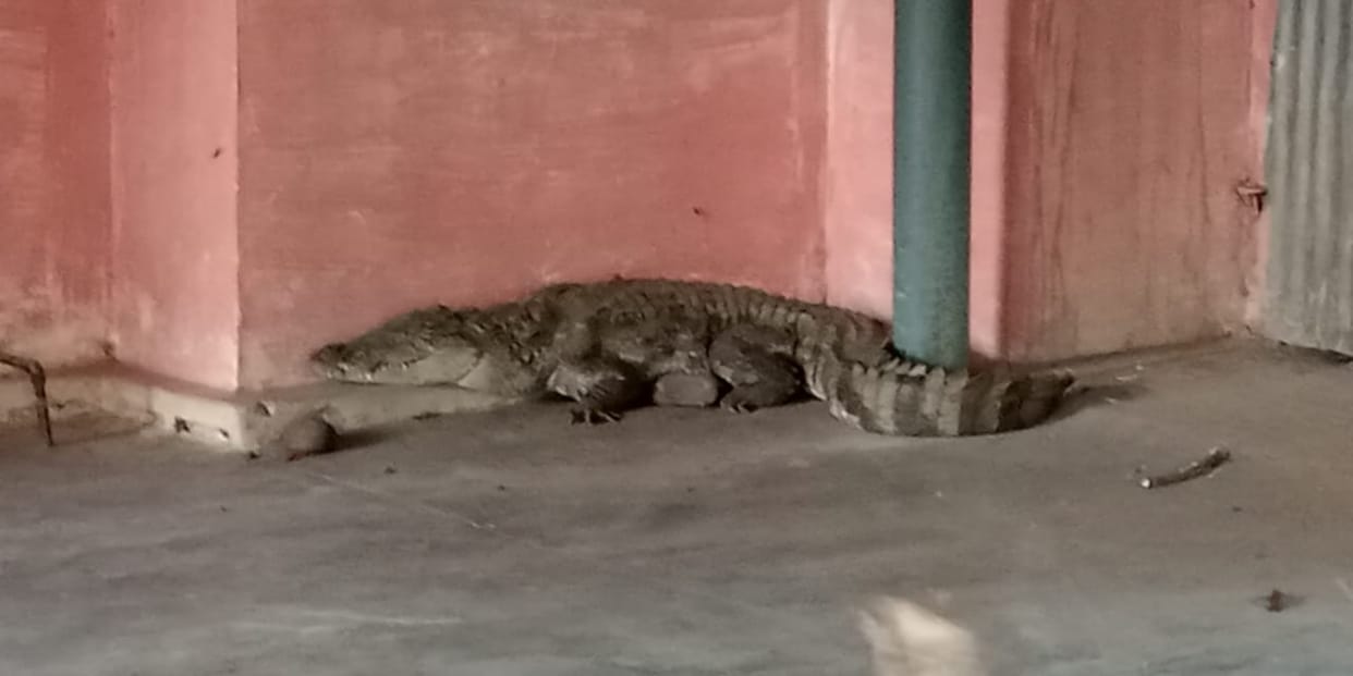 Crocodile Entry in Aadhishashi abhiyanta house