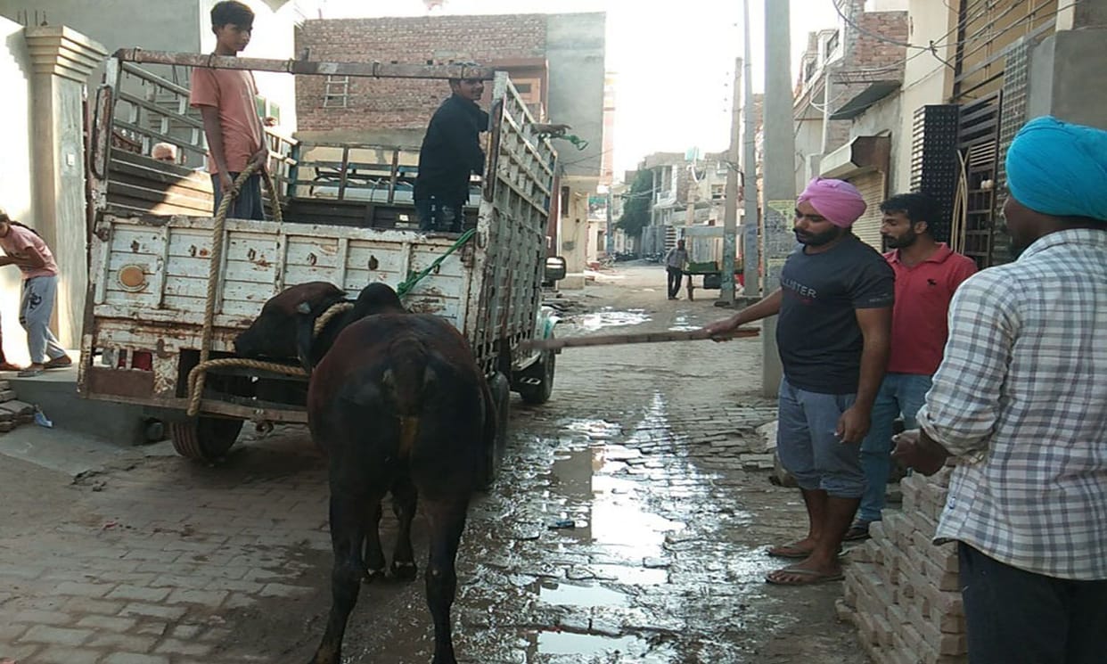 dropped the bull in goshala