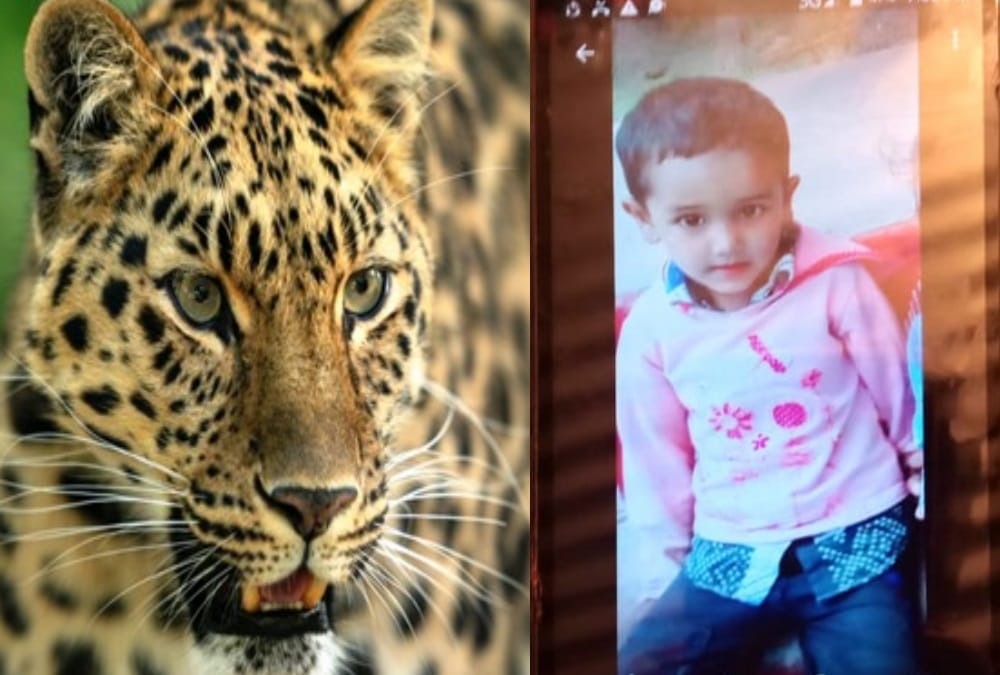 Leopard killed six year old boy child in pithoragarh